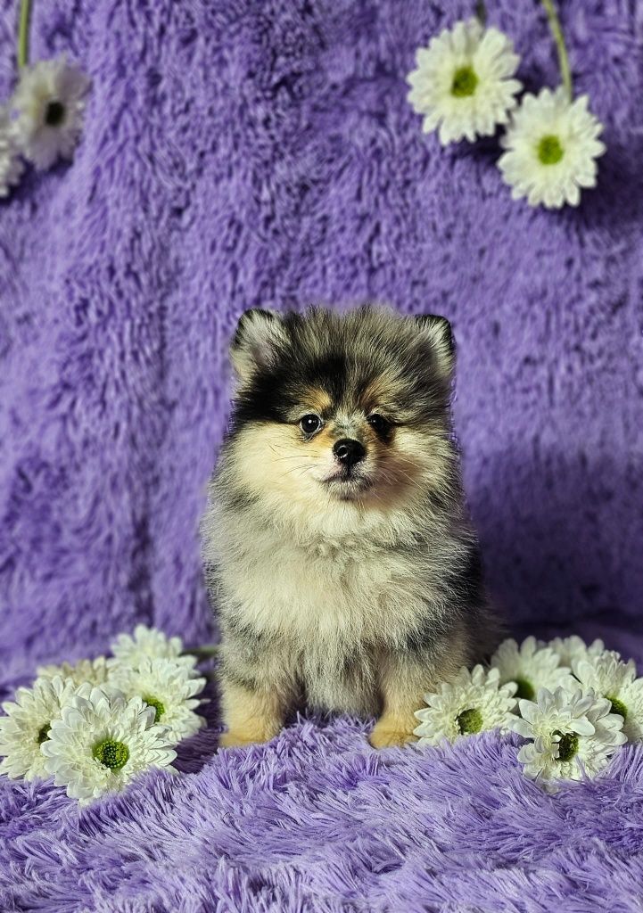 Szpic miniaturowy pomeranian blue merle & tan