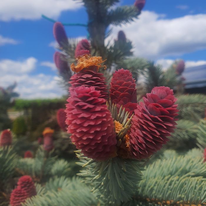 Хупси ель ёлка ялинка голубая