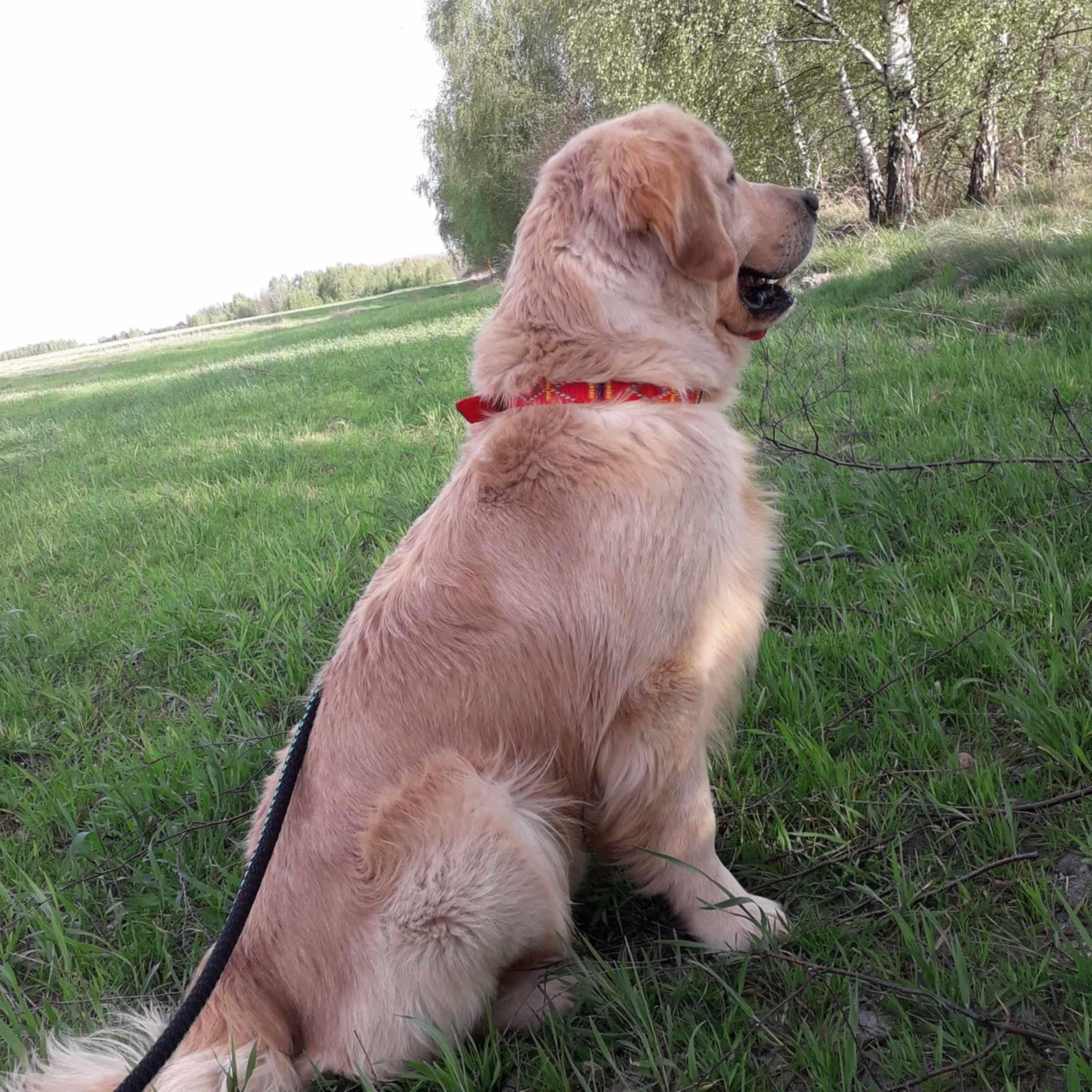 Golden Retriever suczka ZkwP FCI