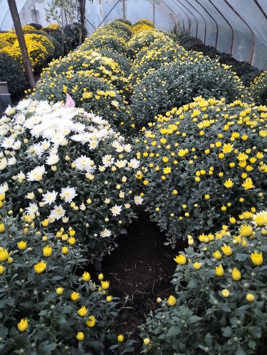 Chryzantemy doniczkowe