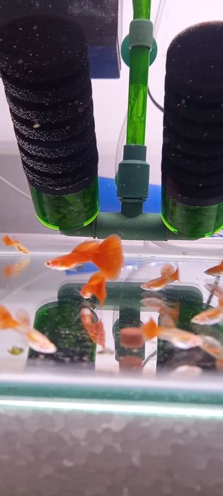 Guppys full red albino