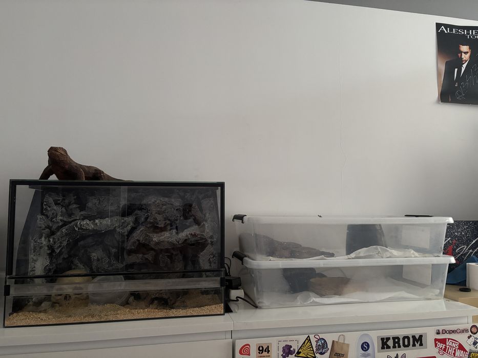 weze zbozowe wraz z terrarium