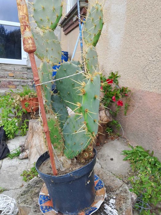 Opuncja figowa 50 cm dorodna