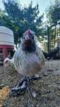 Kogut mały dla leghorn
