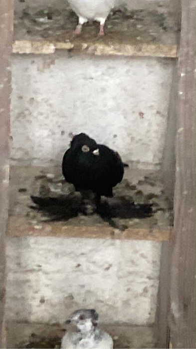 Golebie garlacze wywrotki