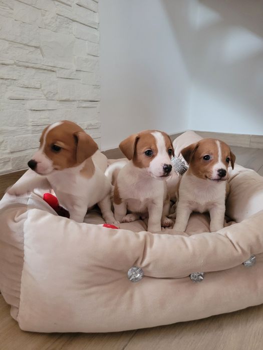 Jack Russell Terrier Piękny Szczeniak Zaprasza