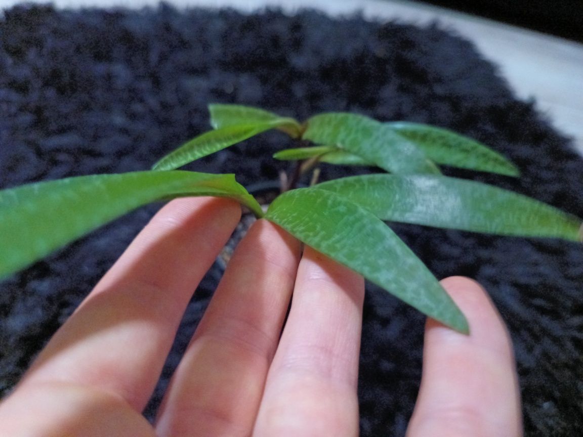 Ledebouria doniczka