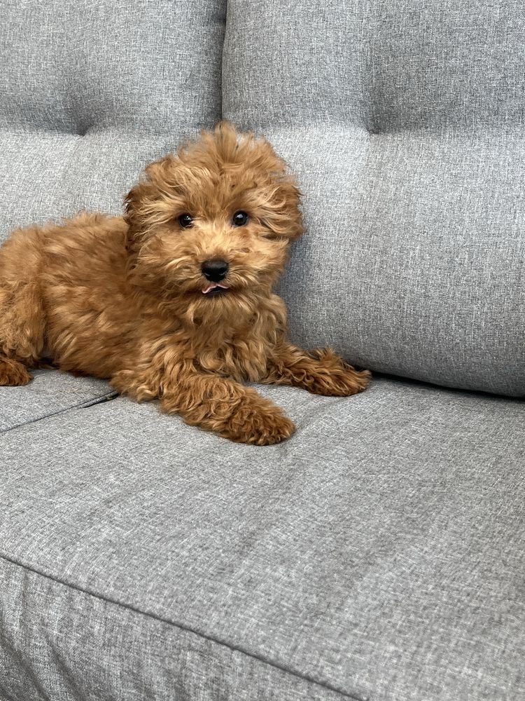 Cavapoo piekny piesek do odbioru