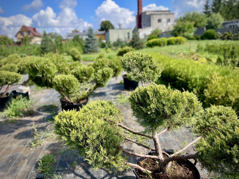 Bonsai Rosliny Formowane