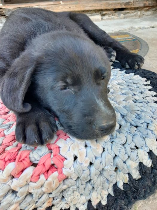 Відам у добрі руки цуценят