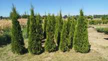 Tuja szmaragd 200 cm thuja smaragd 2m