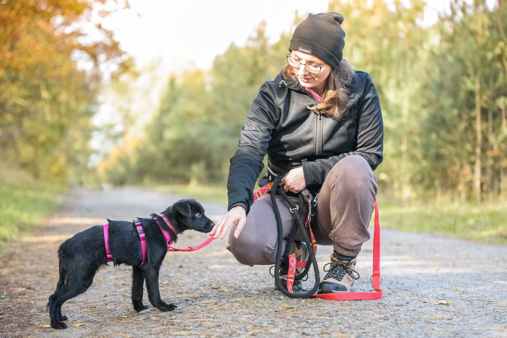 MABISIA - przestraszona dziecinka w schronisku, szczeniak ok. 6 msc