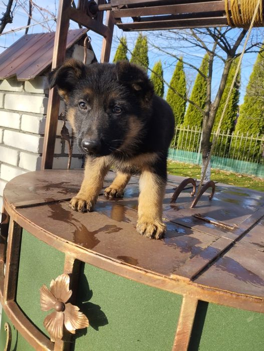 Щенята німецької вівчарки