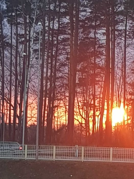 Drewno opałowe sezonowane i świeże