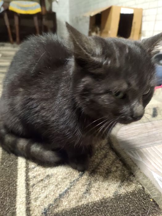 Віддам кошеня в добрі руки.