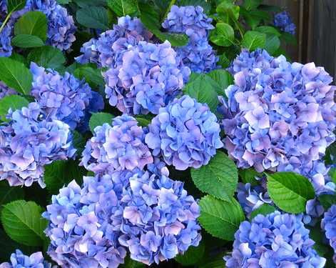 Гортензія великоквіткова широколиста морозостійка Hydrangea macrop