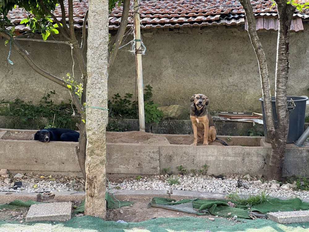 Cão jovem - adoção responsavel