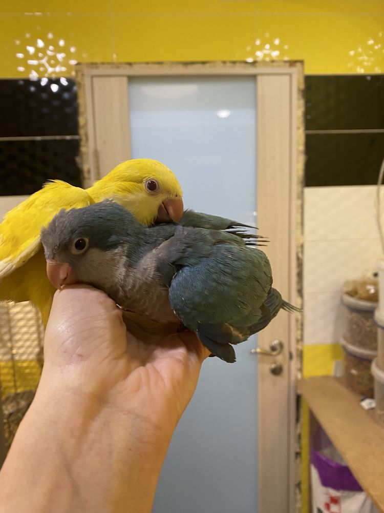 Желтые и голубые ручные попугаи калита монах