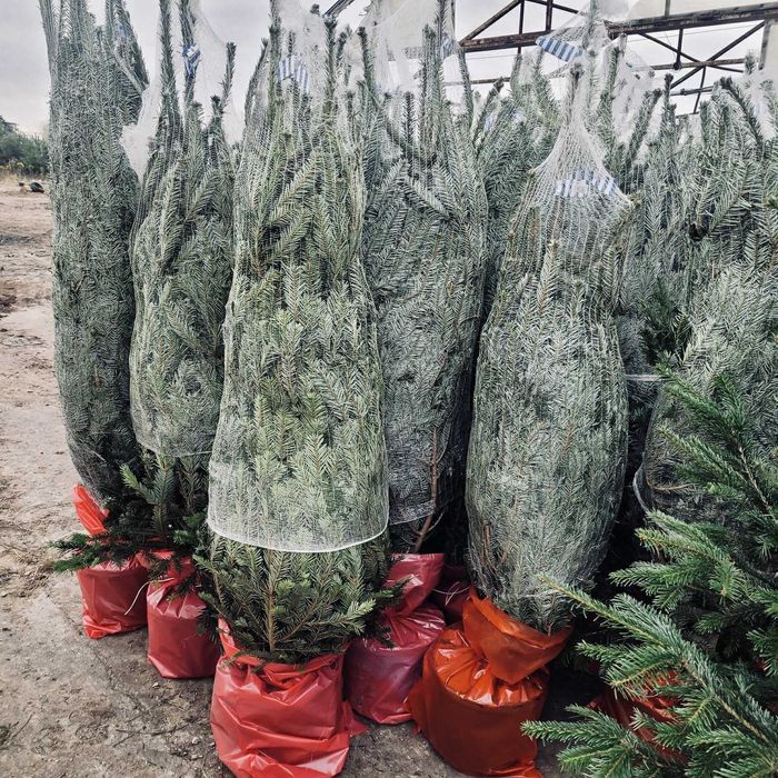 jodła kaukaska donica 1.00-1.50 świerki choinki