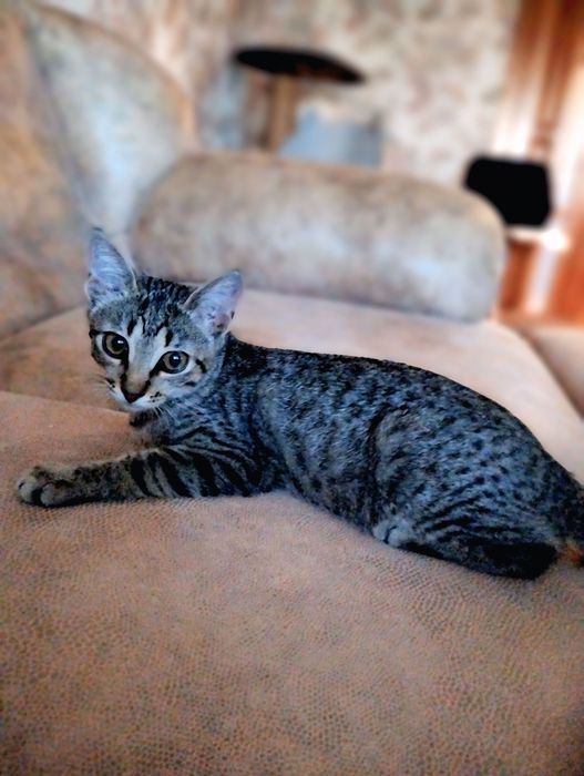 м. Вараш Маленька дівчинка киця шукає люблячу родину