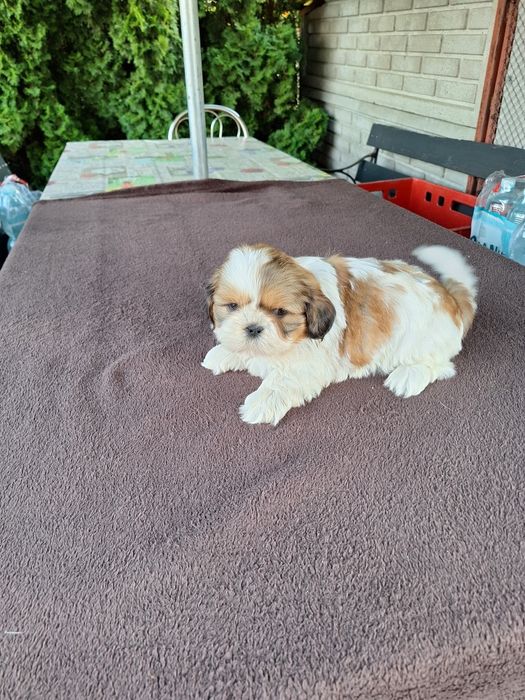 13tyg piesek shih-tzu z rodowodem