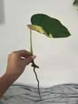 Monstera aurea maemorata