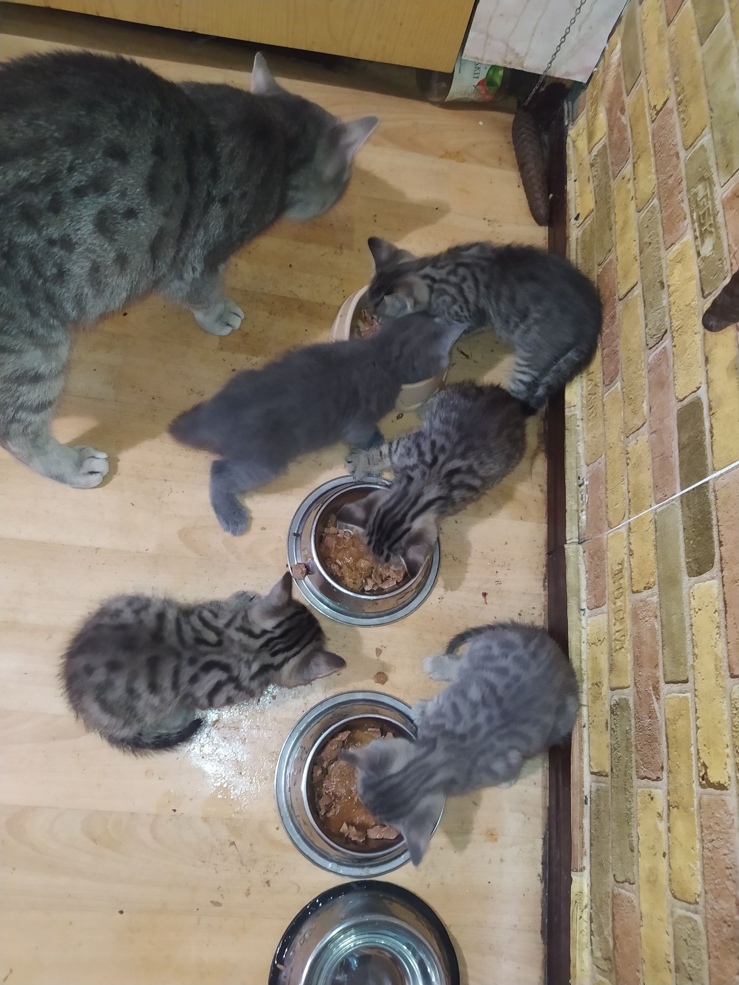 Віддам кошенят безкоштовно