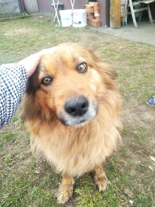 Adoptuj kochaną sunię Krysię.