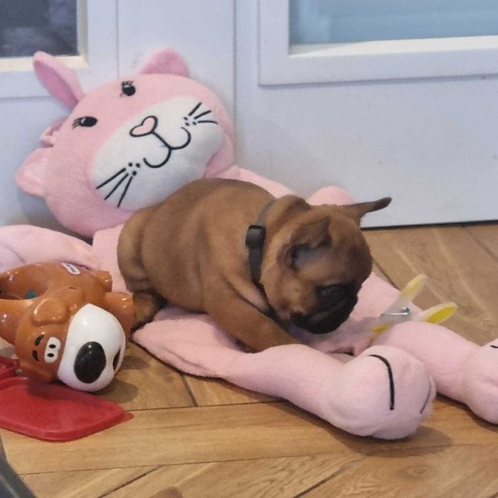 Buldog Francuski FCI  ZKwP , Maluch gotowy do zmiany domu