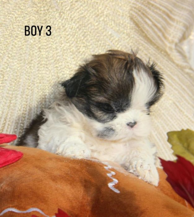 Shih- tzu piesek Zkwp FCI