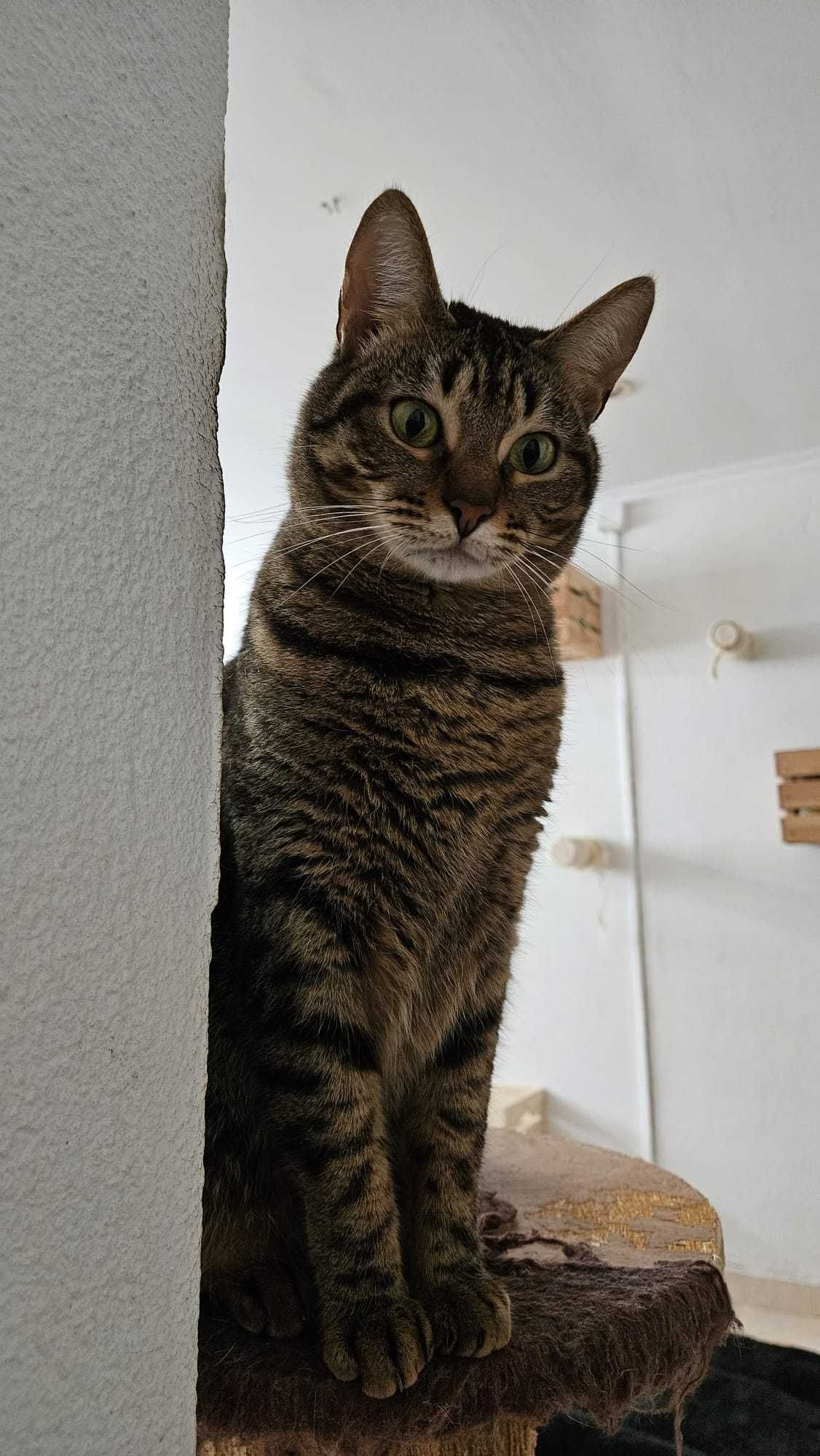 Gatinha Molly para adopção