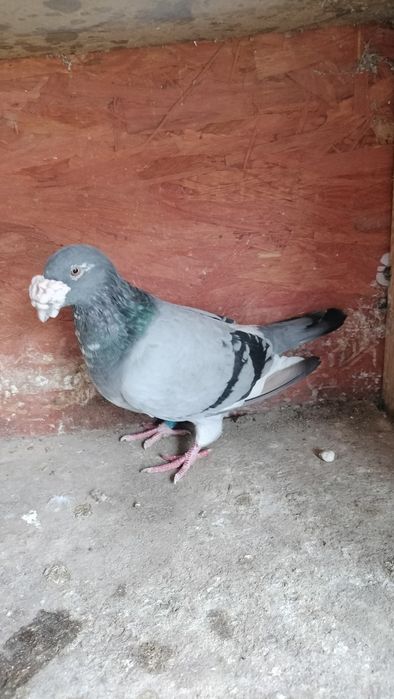 Gołębie staropolskie