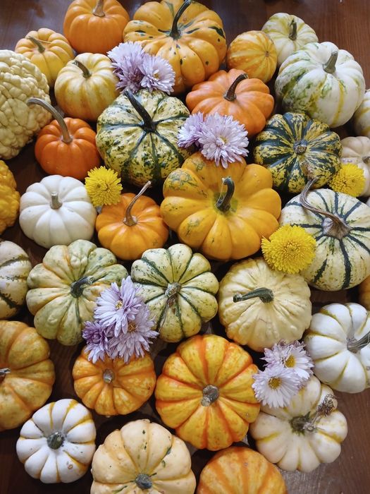 Декоративні гарбузики, гарбуз, тиковки (тыква), осінній декор