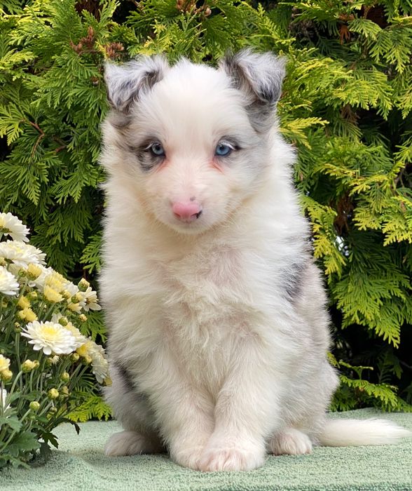 Border Collie chłopiec blue merle