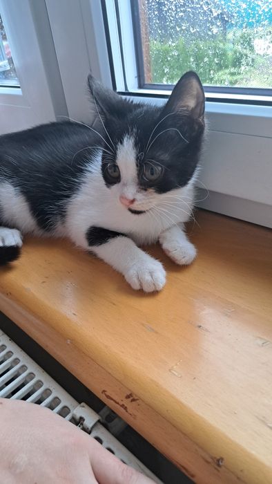 Oddam kotkę za darmo