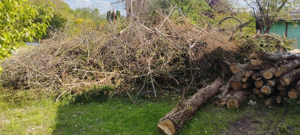 Pilne oddam gałęzie i drewno widoczne na zdięciu