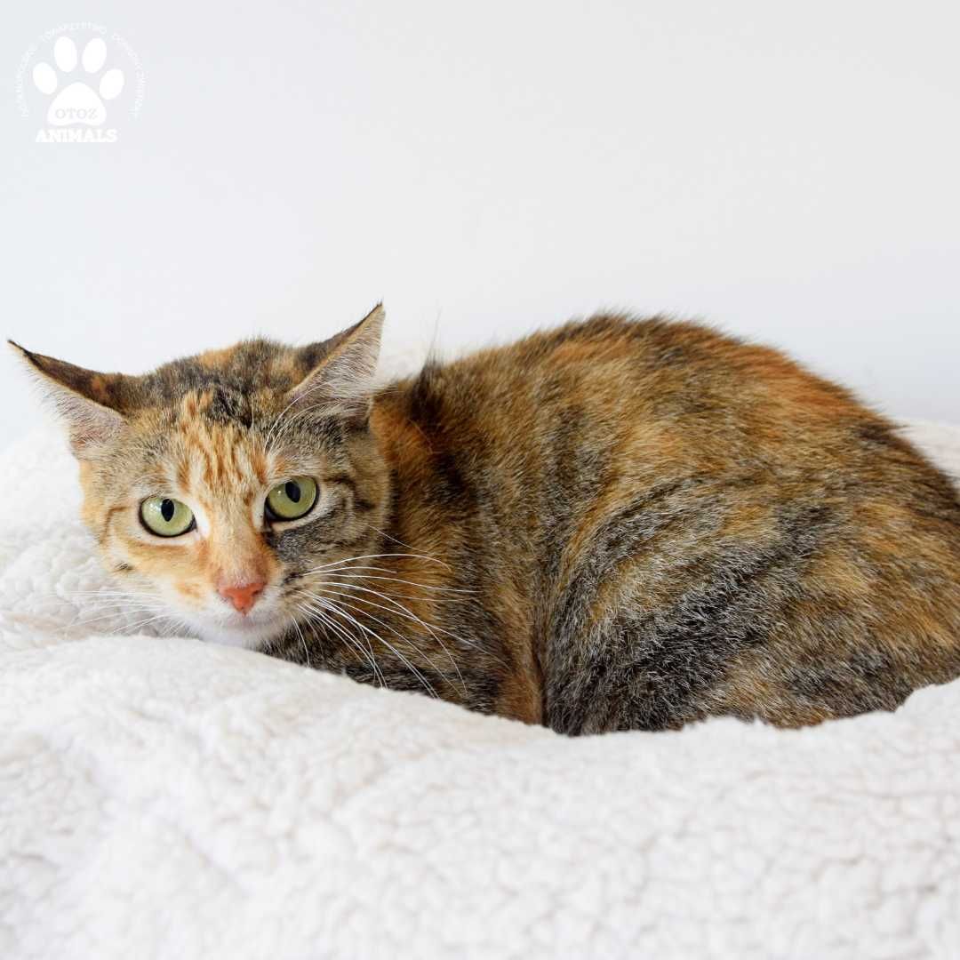 Piękna trikolorka do adopcji! Kotka Szarlotka