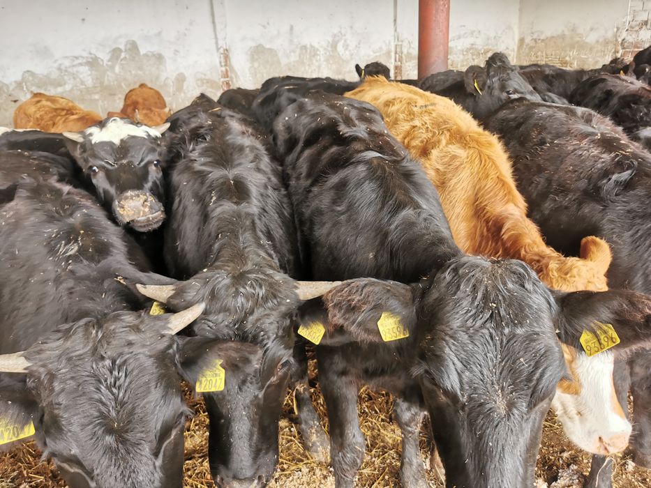 Odsadki mięsne nowa dostawa