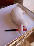 Coelhos anoes orulhudos belier angora