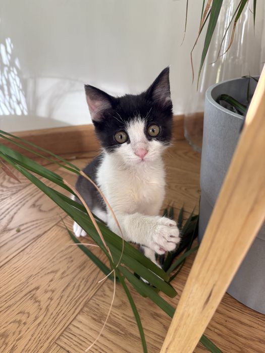 Oddam 2-miesiecznego kotka