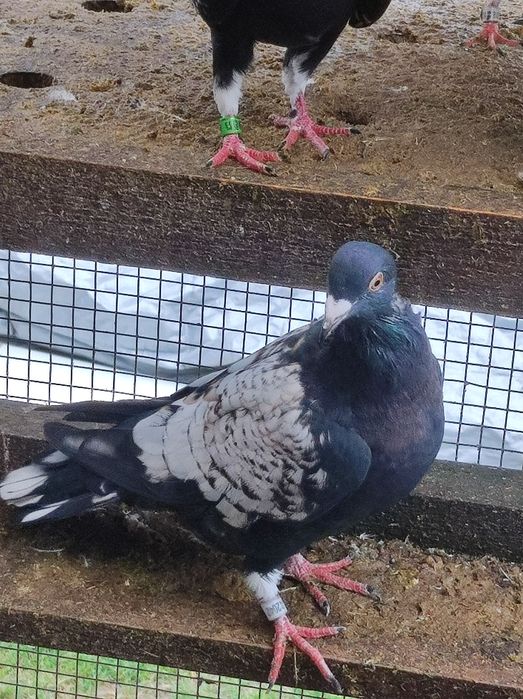 Gołębie pocztowe opal Fril