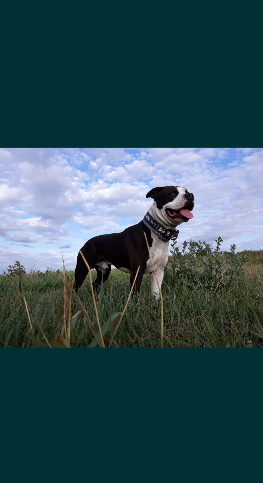 Reproduktor Krycie Amstaff (American Staffordshire Terrier) po FCI