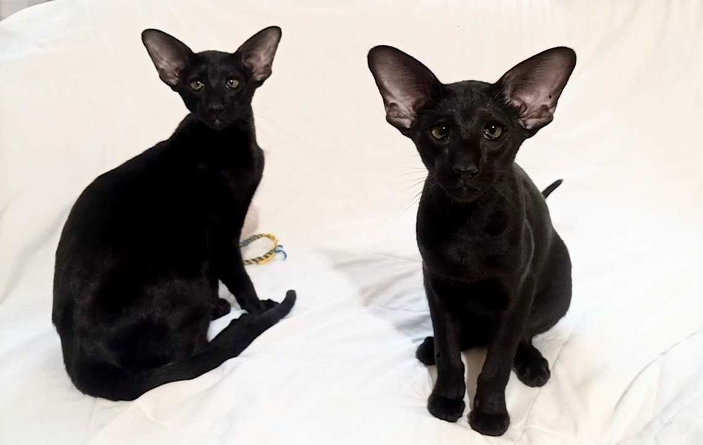 Оріентальна чорна кішка