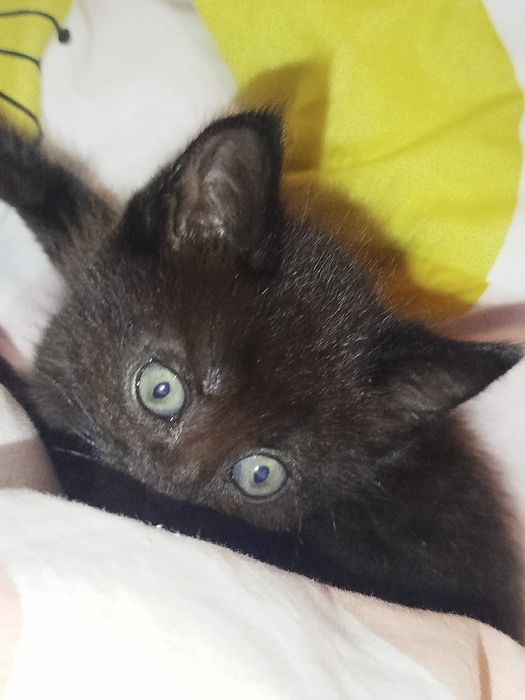 Котик (хлопчик) безкоштовно