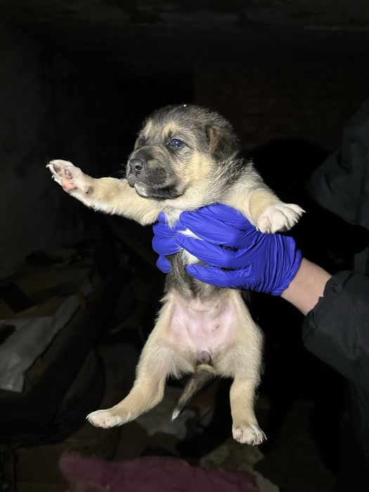 Їх до неділі треба забрати звідти