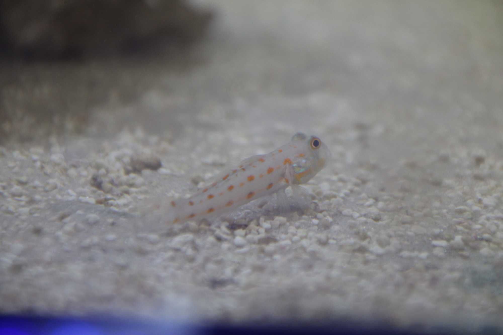 Valenciennea puellaris. morskie