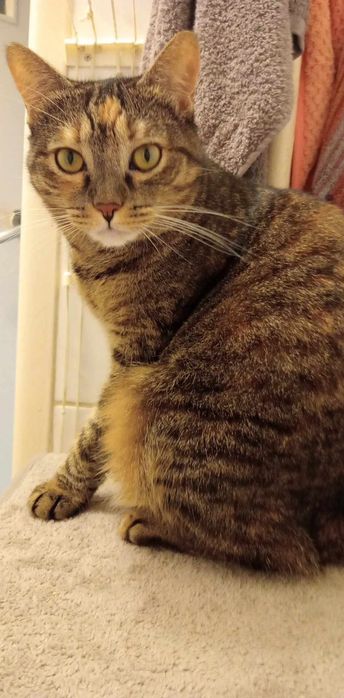 Zagineła kotka Bunia 12.10