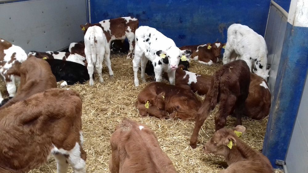 Cielaki Byczki, Jałówki Mięsne, Cielęta dowóz