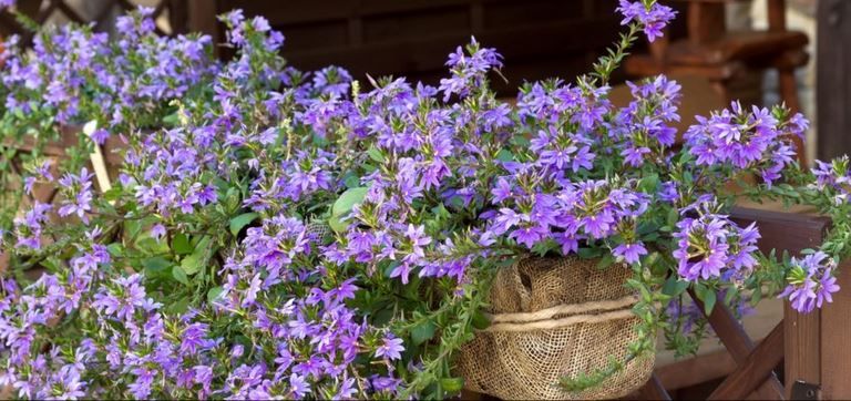 Podłoże dla storczyków, podłoże kokosowe 100% naturalne 5L opakowanie