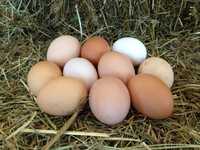 Домашние свежие яйца
